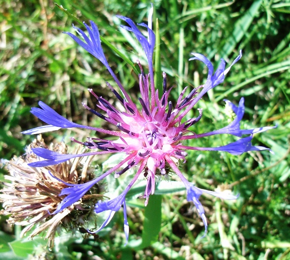 Centaurea triumfetti